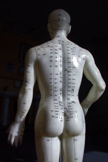 Acupuncture Model Showing The Meridians in the Back